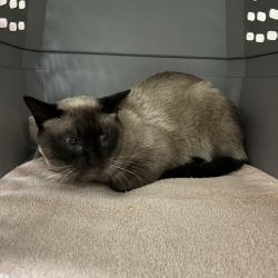 Shelter Stray Female Cat last seen , 2608 Center St, Tacoma, WA 98409, USA