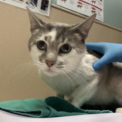 Shelter Stray Male Cat last seen , 2608 Center St, Tacoma, WA 98409, USA