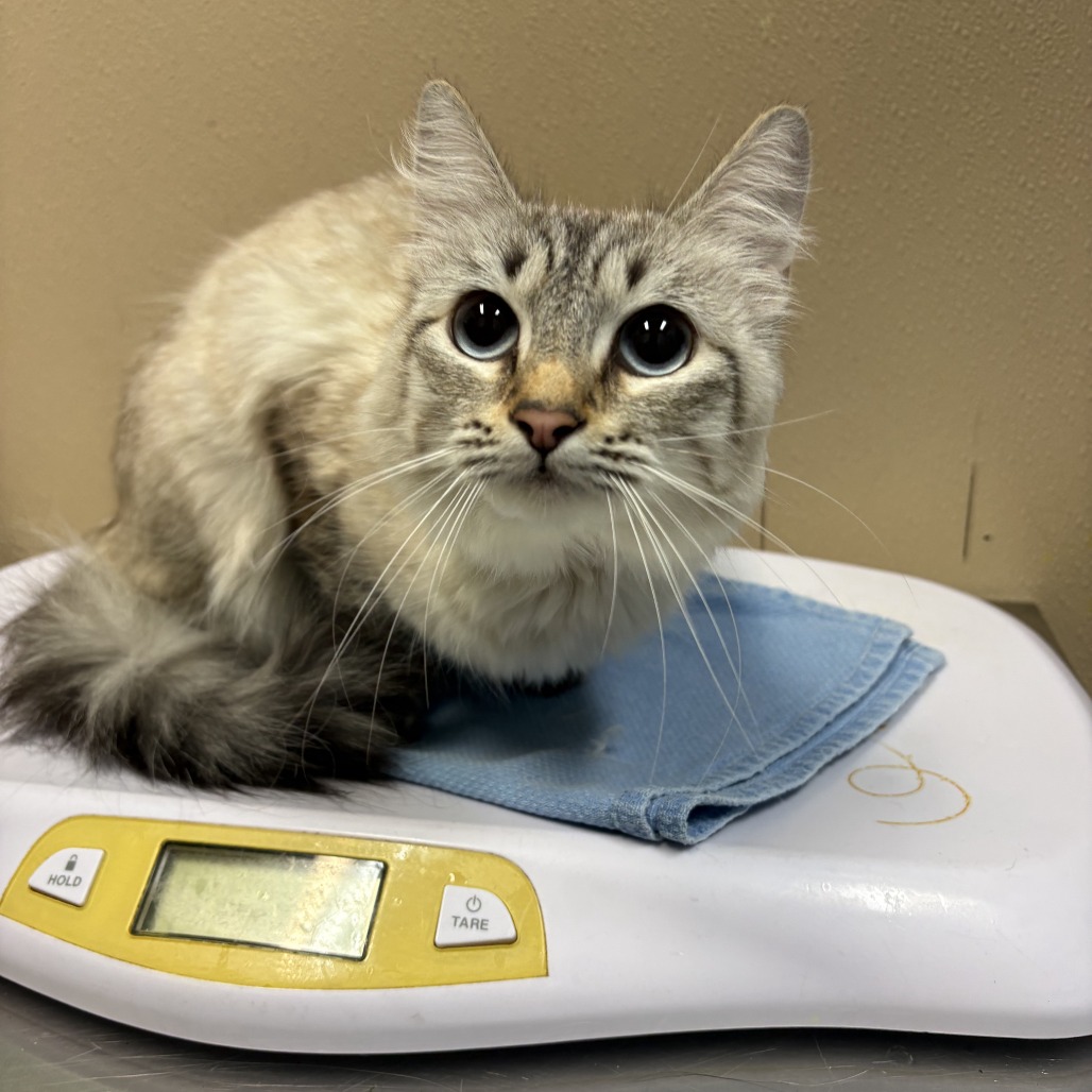 Shelter Stray Female Cat last seen , 2608 Center St, Tacoma, WA 98409, USA