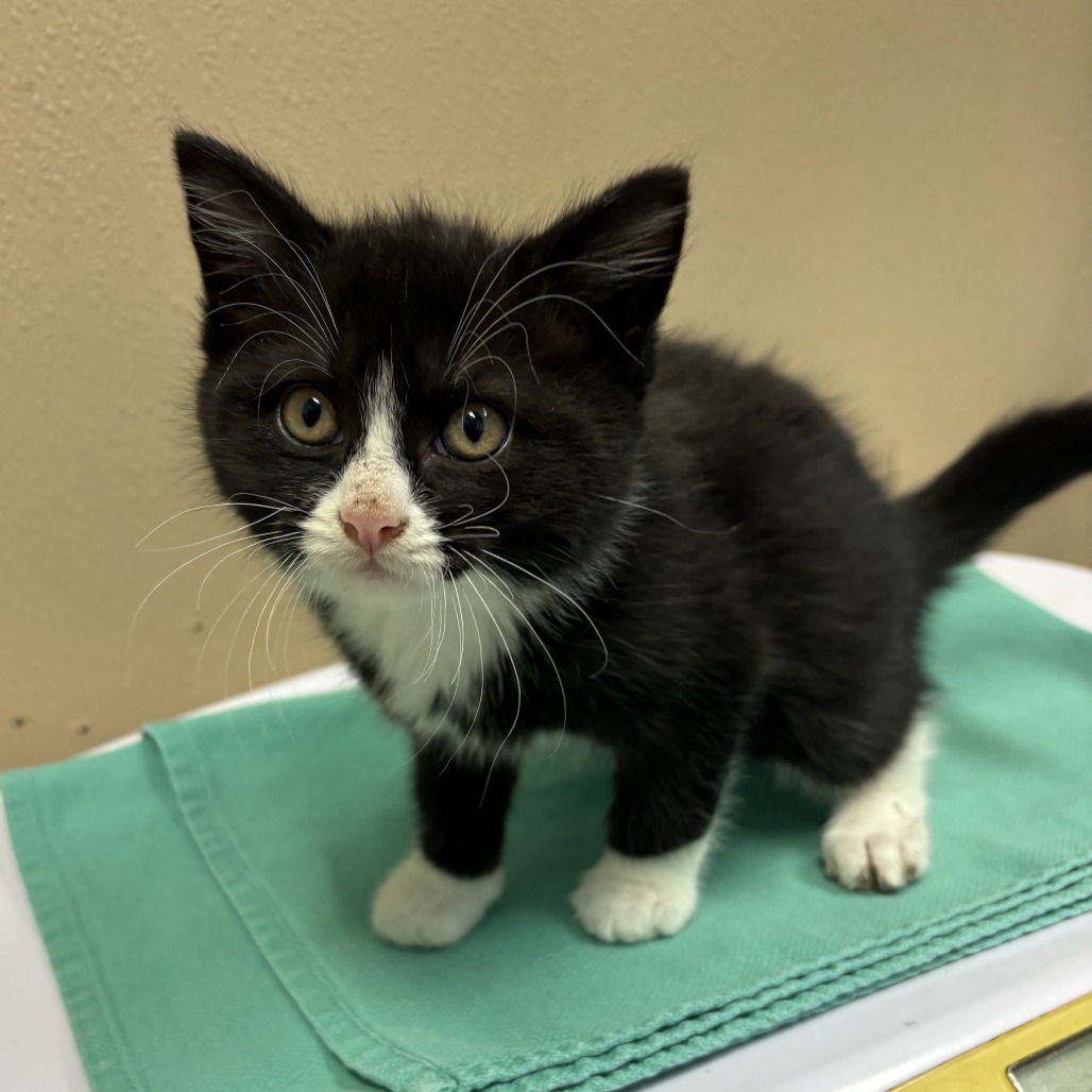Shelter Stray Male Cat last seen , 2608 Center St, Tacoma, WA 98409, USA