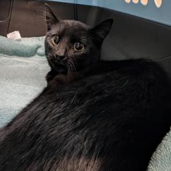 Shelter Stray Male Cat last seen , 2608 Center St, Tacoma, WA 98409, USA