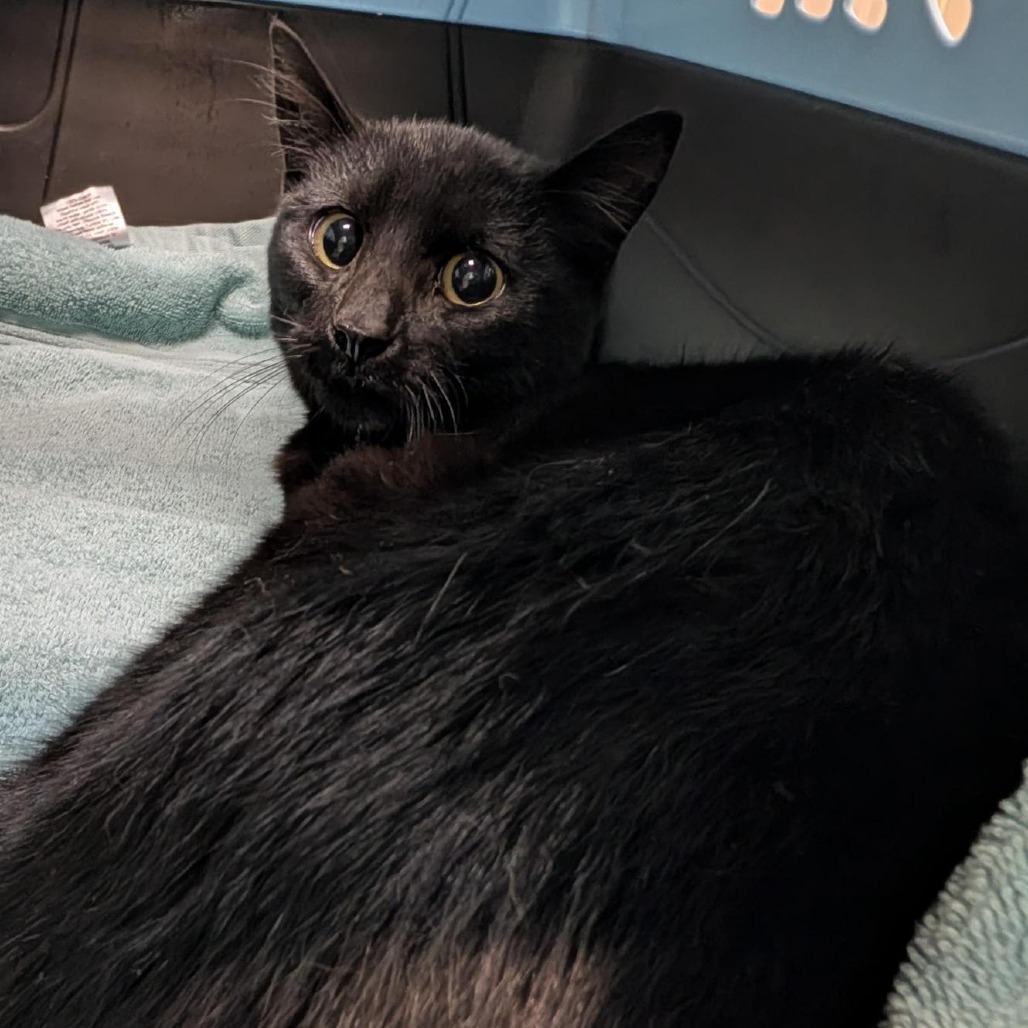 Shelter Stray Male Cat last seen , 2608 Center St, Tacoma, WA 98409, USA