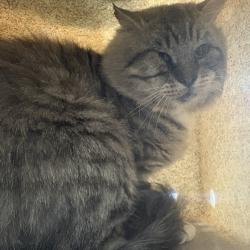 Shelter Stray Male Cat last seen , 2608 Center St, Tacoma, WA 98409, USA