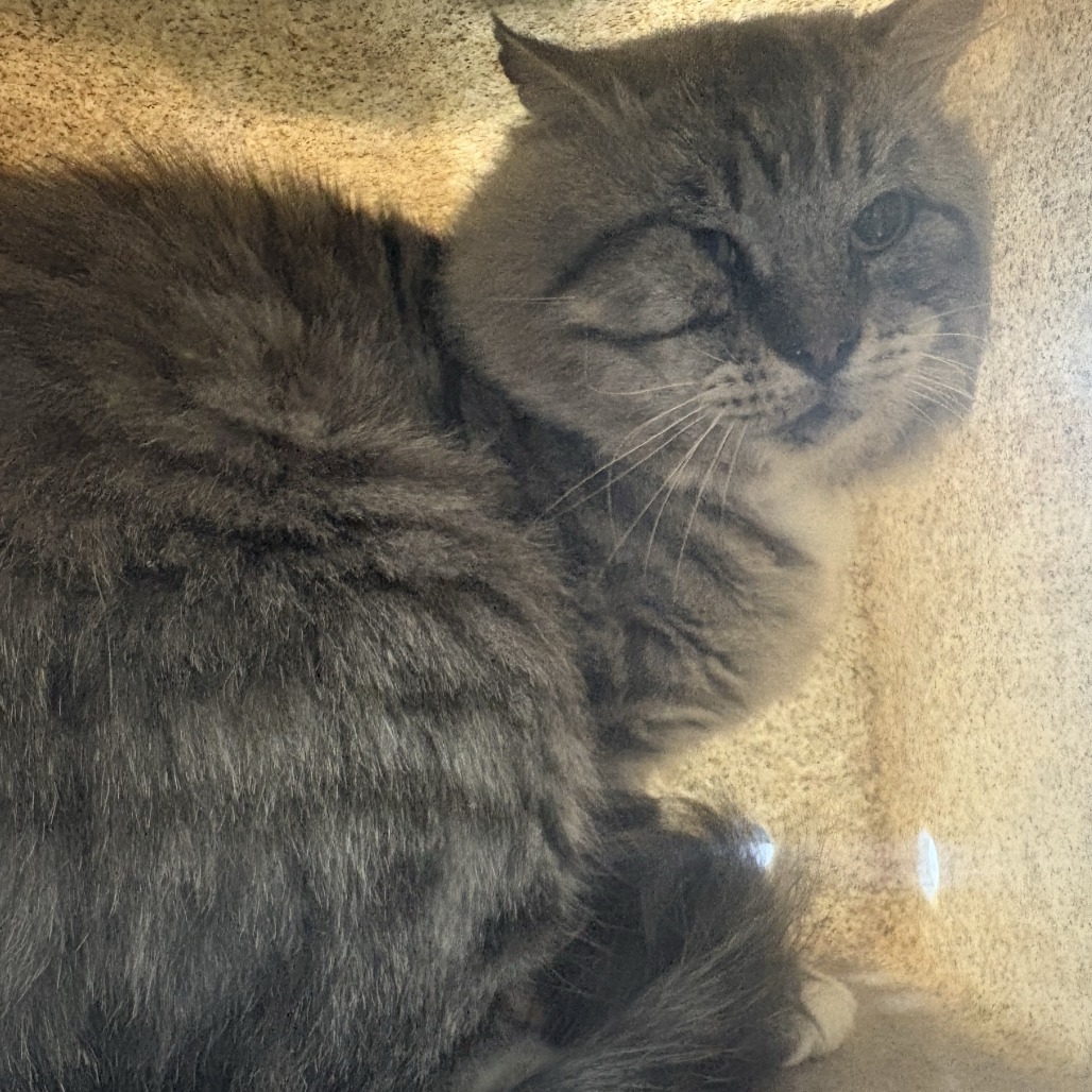 Shelter Stray Male Cat last seen , 2608 Center St, Tacoma, WA 98409, USA