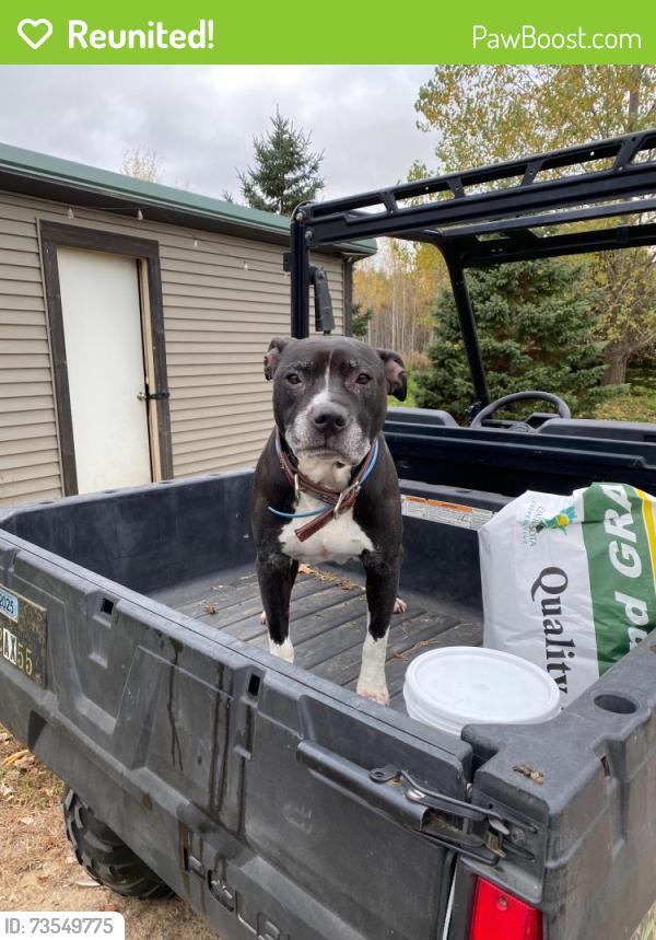 Reunited Male Dog last seen Between Little Falls and Long Prairie off Highway 27, Little Falls, MN 56345