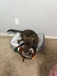 Lost Male Dog last seen Estimated date, it’s been I think 3 weeks. Last seen near Kingston/wolf city would LOVE to get him back, Greenville, TX 75402