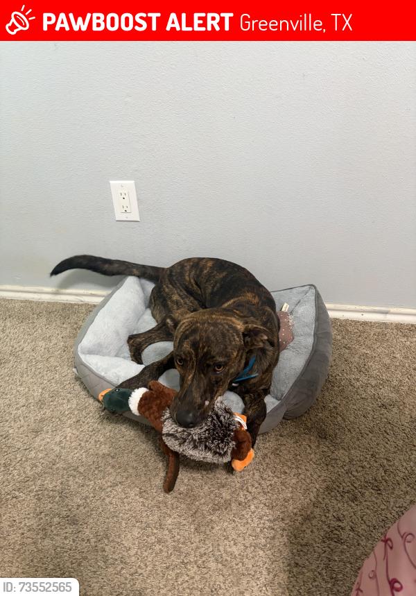 Lost Male Dog last seen Estimated date, it’s been I think 3 weeks. Last seen near Kingston/wolf city would LOVE to get him back, Greenville, TX 75402