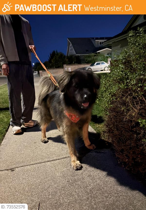 Found/Stray Male Dog last seen Springdale and garden grove, Westminster, CA 92683