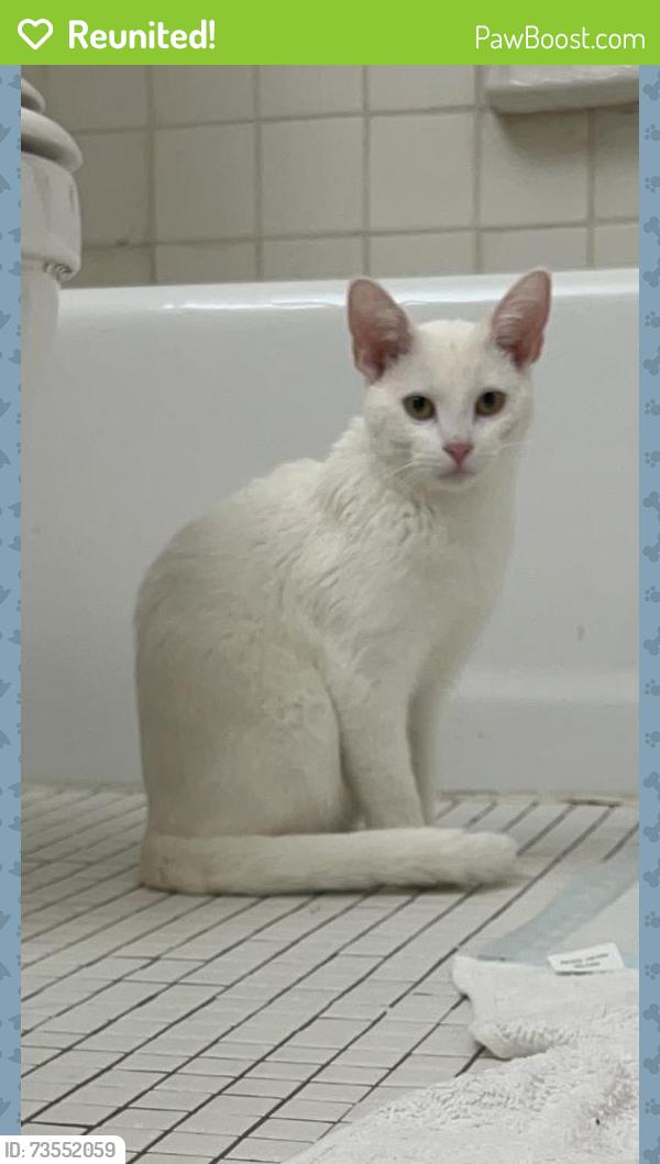Reunited Female Cat last seen Raleigh and Como near U of M housing, Falcon Heights, MN 55108