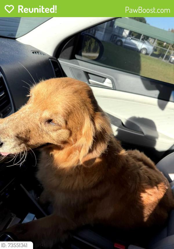 Reunited Female Dog last seen Area of Willoughby Park, Marion County, FL 34491
