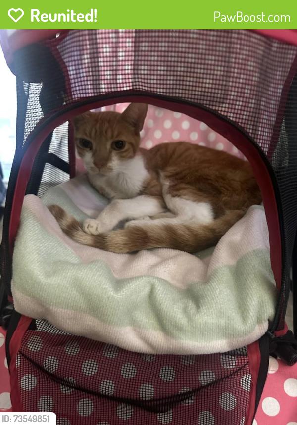Reunited Unknown Cat last seen Ruxton Vanderbilt, Redondo Beach, CA 90278