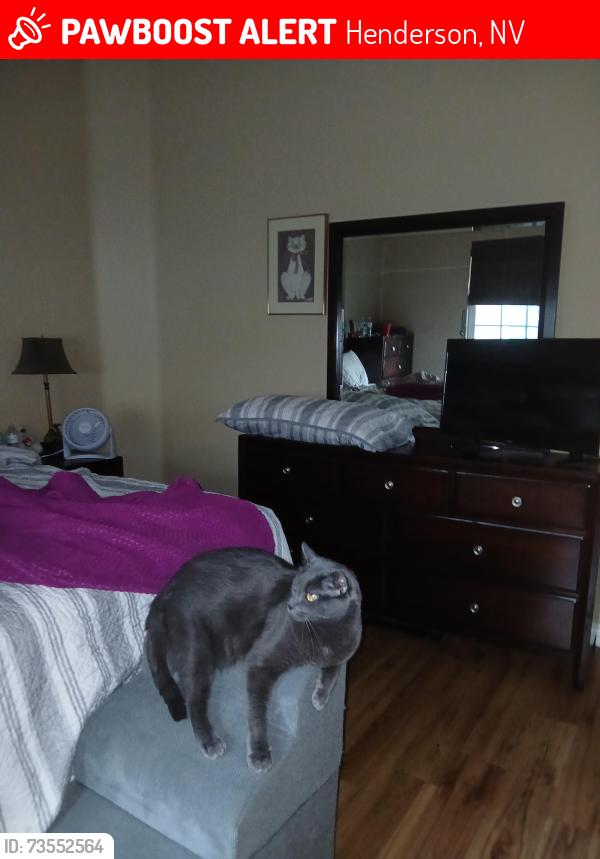 Lost Male Cat last seen Stephanie and Paseo verda, Henderson, NV 89012