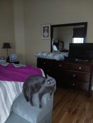 Lost Male Cat last seen Stephanie and Paseo verda, Henderson, NV 89012