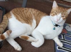 Lost Male Cat last seen Edgewater dr. /meadowbrook dr., Broussard, LA 70518
