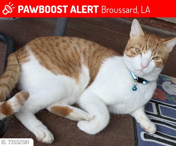 Lost Male Cat last seen Edgewater dr. /meadowbrook dr., Broussard, LA 70518