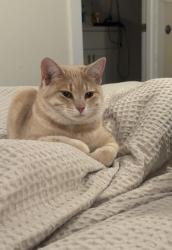 Lost Female Cat last seen N tenth st., Central Point, OR 97502