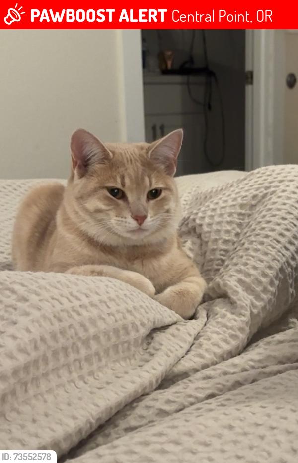 Lost Female Cat last seen N tenth st., Central Point, OR 97502