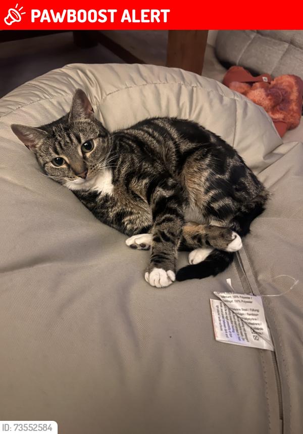 Lost Female Cat last seen Spartan performance, County Durham, England DH8 6SZ