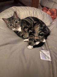 Lost Female Cat last seen Spartan performance, County Durham, England DH8 6SZ
