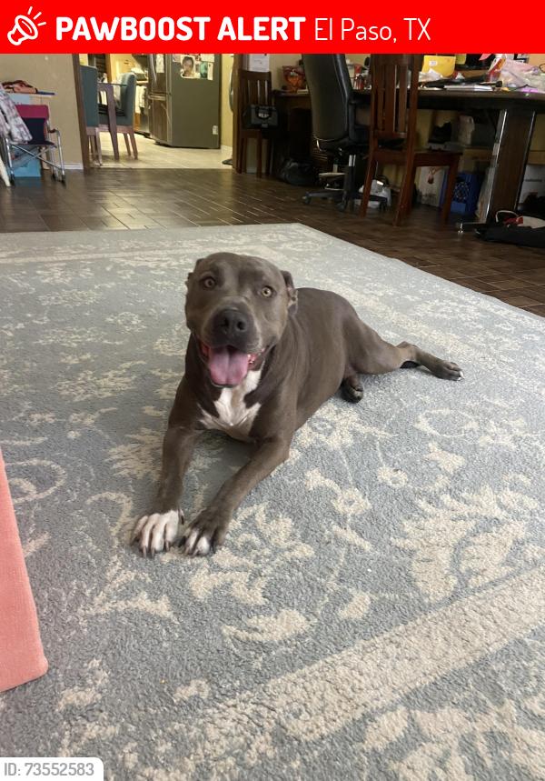 Lost Female Dog last seen Queen of peace church, El Paso, TX 79912