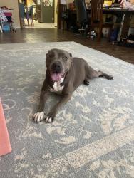 Lost Female Dog last seen Queen of peace church, El Paso, TX 79912