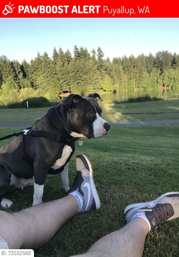 Lost Male Dog last seen 7th st sw, Puyallup, WA 98373