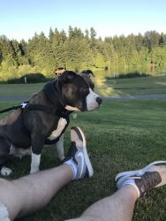 Lost Male Dog last seen 7th st sw, Puyallup, WA 98373