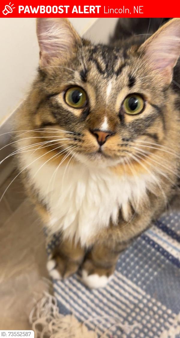 Lost Male Cat last seen Near Portia St, Lincoln, NE 68521, Lincoln, NE 68521