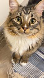 Lost Male Cat last seen Near Portia St, Lincoln, NE 68521, Lincoln, NE 68521