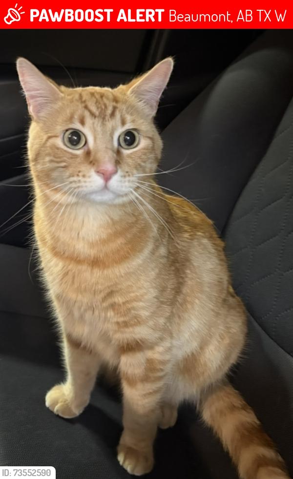 Lost Male Cat last seen Rue Parc and Soleil blvd, Beaumont, AB T4X 1W4
