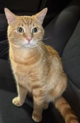 Lost Male Cat last seen Rue Parc and Soleil blvd, Beaumont, AB T4X 1W4