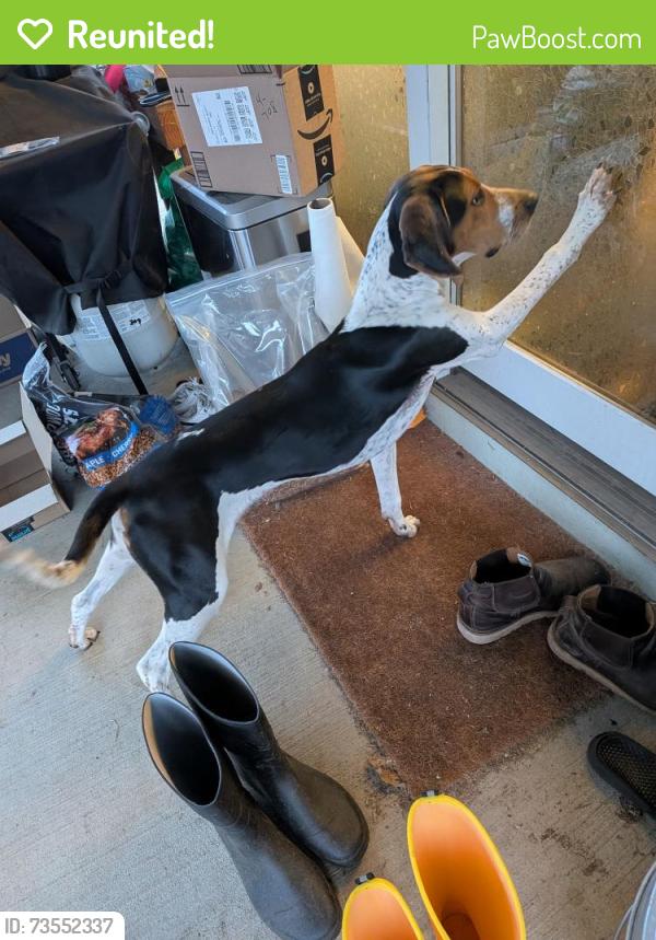 Reunited Male Dog last seen SE 133rd Ave and SE center, Portland, OR 97236