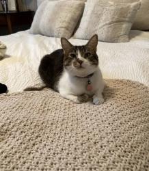 Reunited Male Cat last seen Millbrook and chopper, Fresno, CA 93730