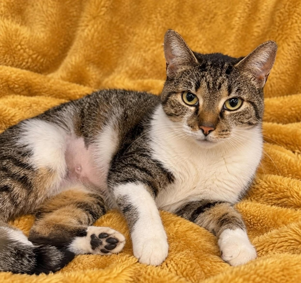 Shelter Stray Female Cat last seen Columbia, 1233 Mapleash Ave, Columbia, TN 38401, USA