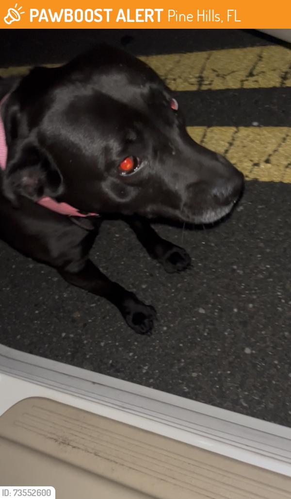 Found/Stray Female Dog last seen N hastings St, Pine Hills, FL 32808