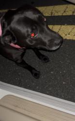 Found/Stray Female Dog last seen N hastings St, Pine Hills, FL 32808