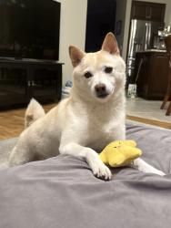 Reunited Female Dog last seen Pauba and Anza, Temecula, CA 92592
