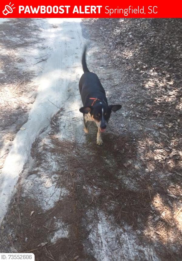 Lost Female Dog last seen In our yard, Springfield, SC 29146