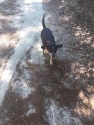 Lost Female Dog last seen In our yard, Springfield, SC 29146