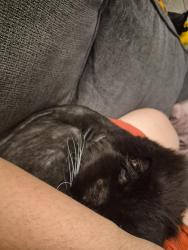Reunited Male Cat last seen Near North Revere, near a two story apmt complex, Mesa, AZ 85201