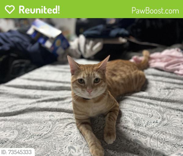 Reunited Male Cat last seen Randolph, Bell, CA 90201