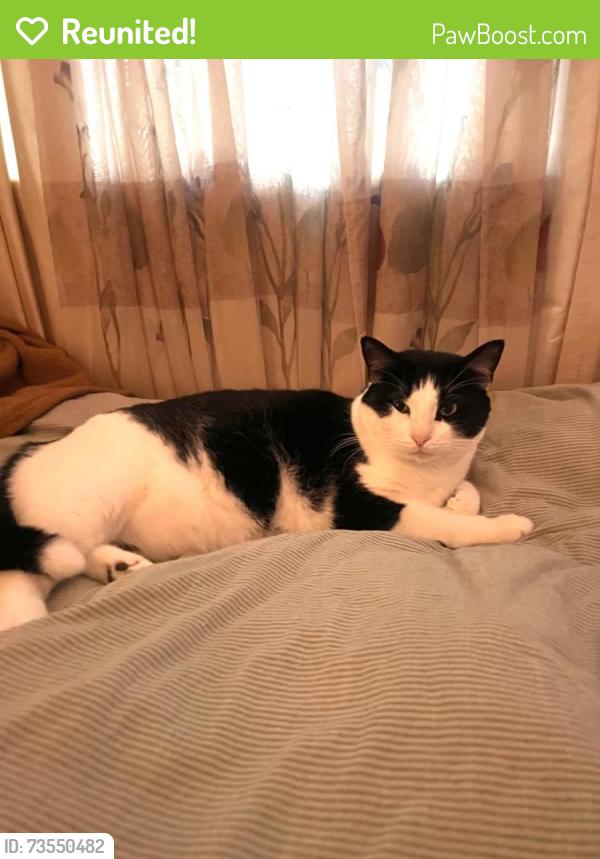 Reunited Male Cat last seen Between Denia Rec Center & UNT Stadium, Denton, TX 76205