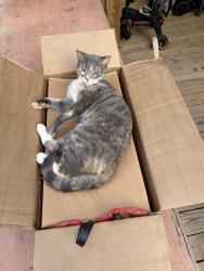 Lost Female Cat last seen Spence & Tupelo, Atlanta, GA 30317