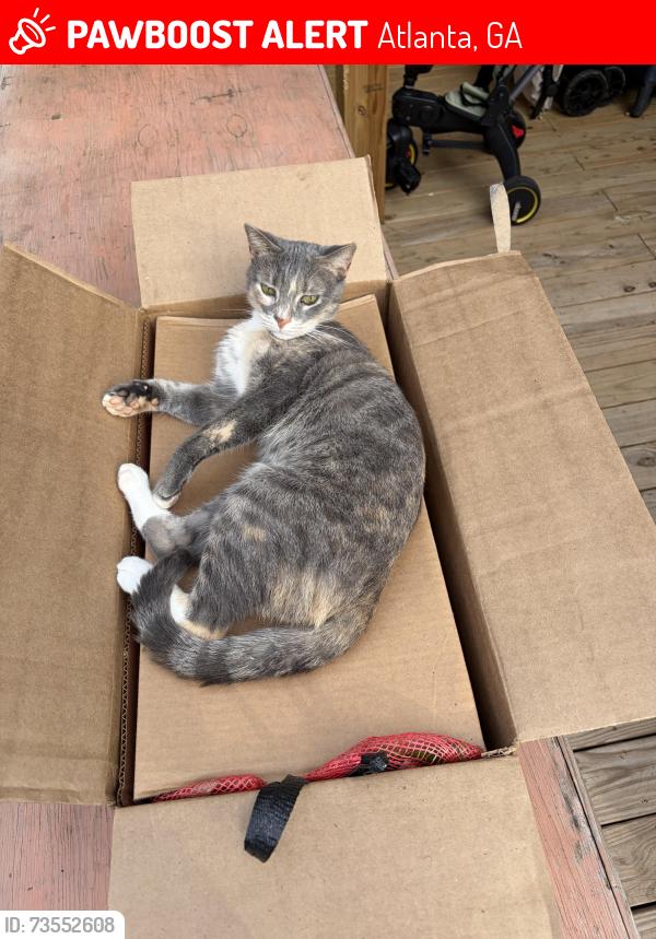 Lost Female Cat last seen Spence & Tupelo, Atlanta, GA 30317