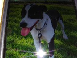 Lost Female Dog last seen N.W. 33rd Lane in Quail Meadow, Ocala, FL 34482