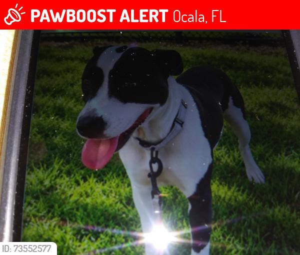 Lost Female Dog last seen N.W. 33rd Lane in Quail Meadow, Ocala, FL 34482