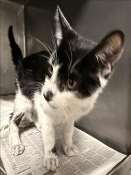 Shelter Stray Unknown Cat last seen , West Valley Animal Shelter, 20655 Plummer St, Chatsworth, CA 91311, USA