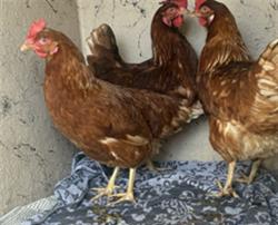 Shelter Stray Female Bird last seen Near, 5001 E Raymond St, Indianapolis, IN 46203, USA