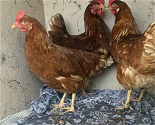Shelter Stray Female Bird last seen Near, 5001 E Raymond St, Indianapolis, IN 46203, USA