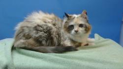 Shelter Stray Female Cat last seen , 216 W Victoria St, Gardena, CA 90248, USA